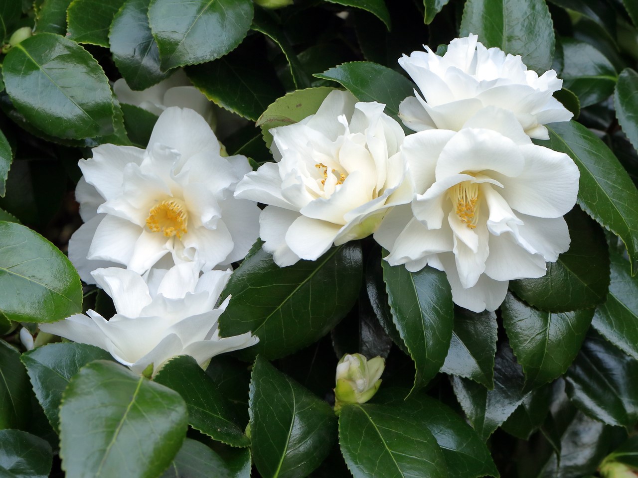 C. japonica 'Laura Schafer'